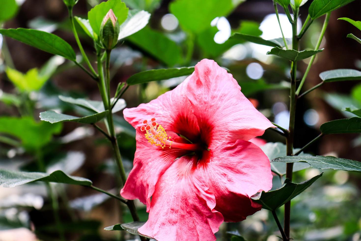 flor de hibisco hibiscus rosa-sinensis l es un arbusto de la familia de las malváceas originario del este de Asia y ampliamente cultivado como planta ornamental en regiones tropicales y subtropicales. foto