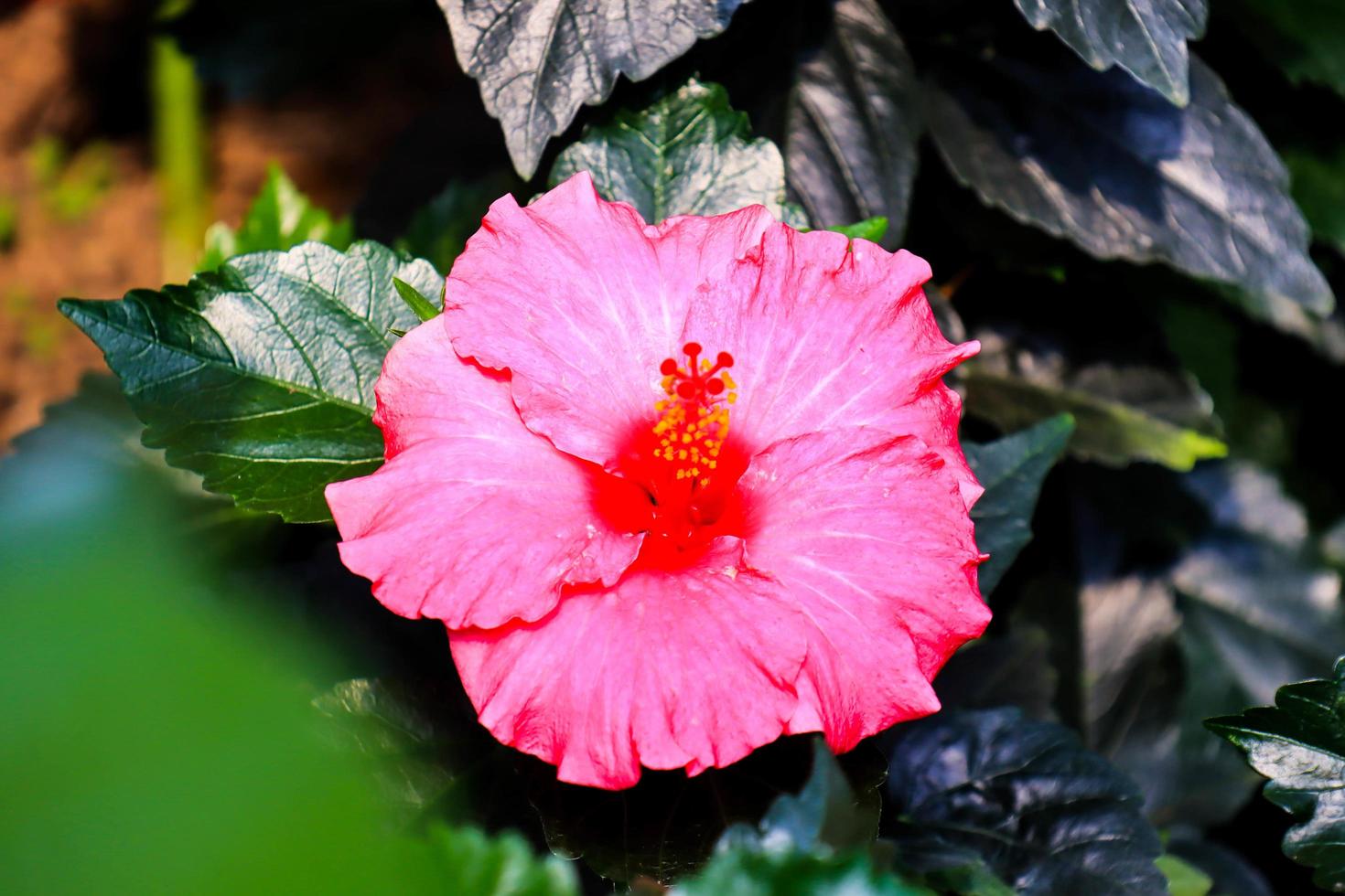 flor de hibisco hibiscus rosa-sinensis l es un arbusto de la familia de las malváceas originario del este de Asia y ampliamente cultivado como planta ornamental en regiones tropicales y subtropicales. foto