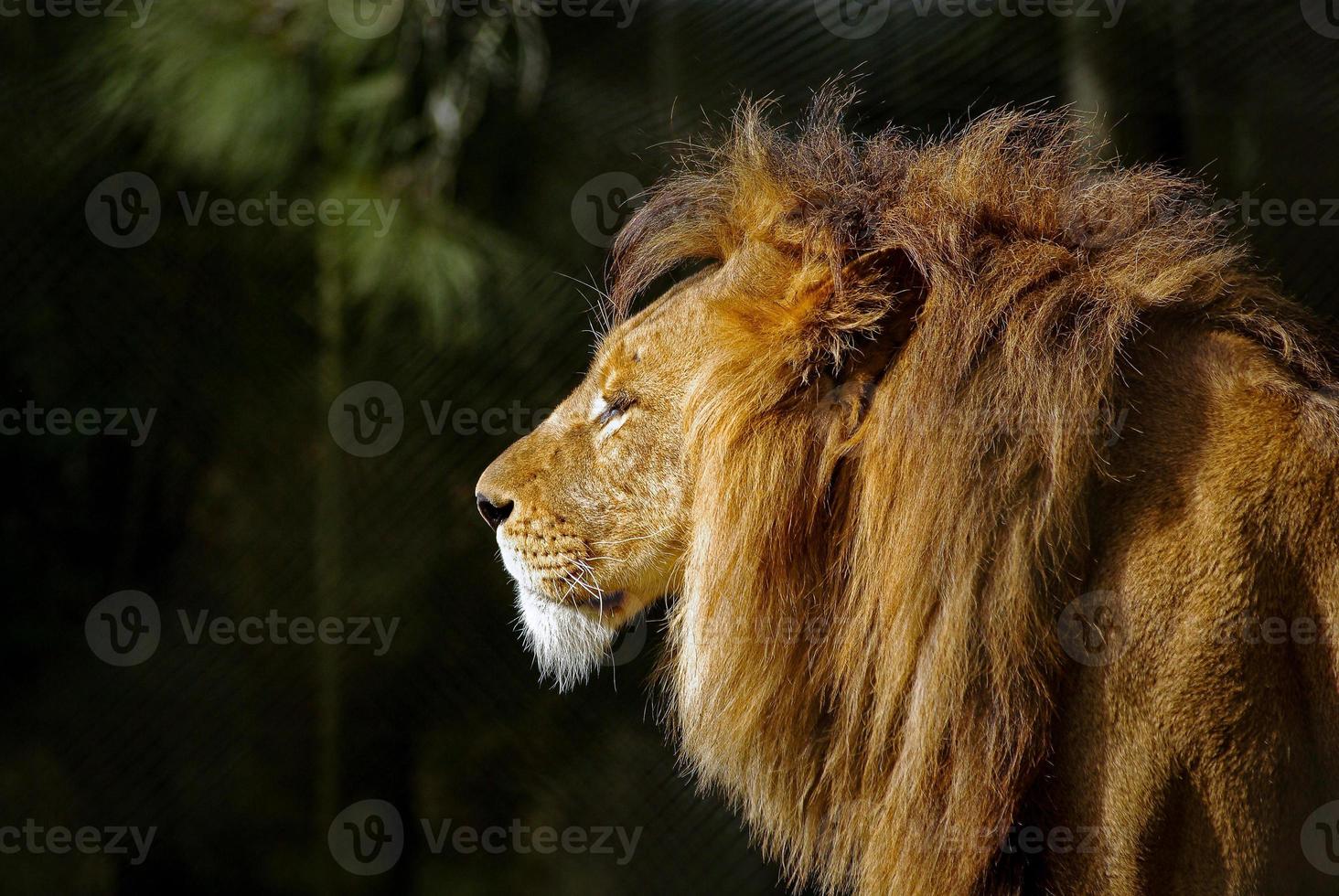 King of the jungle photo