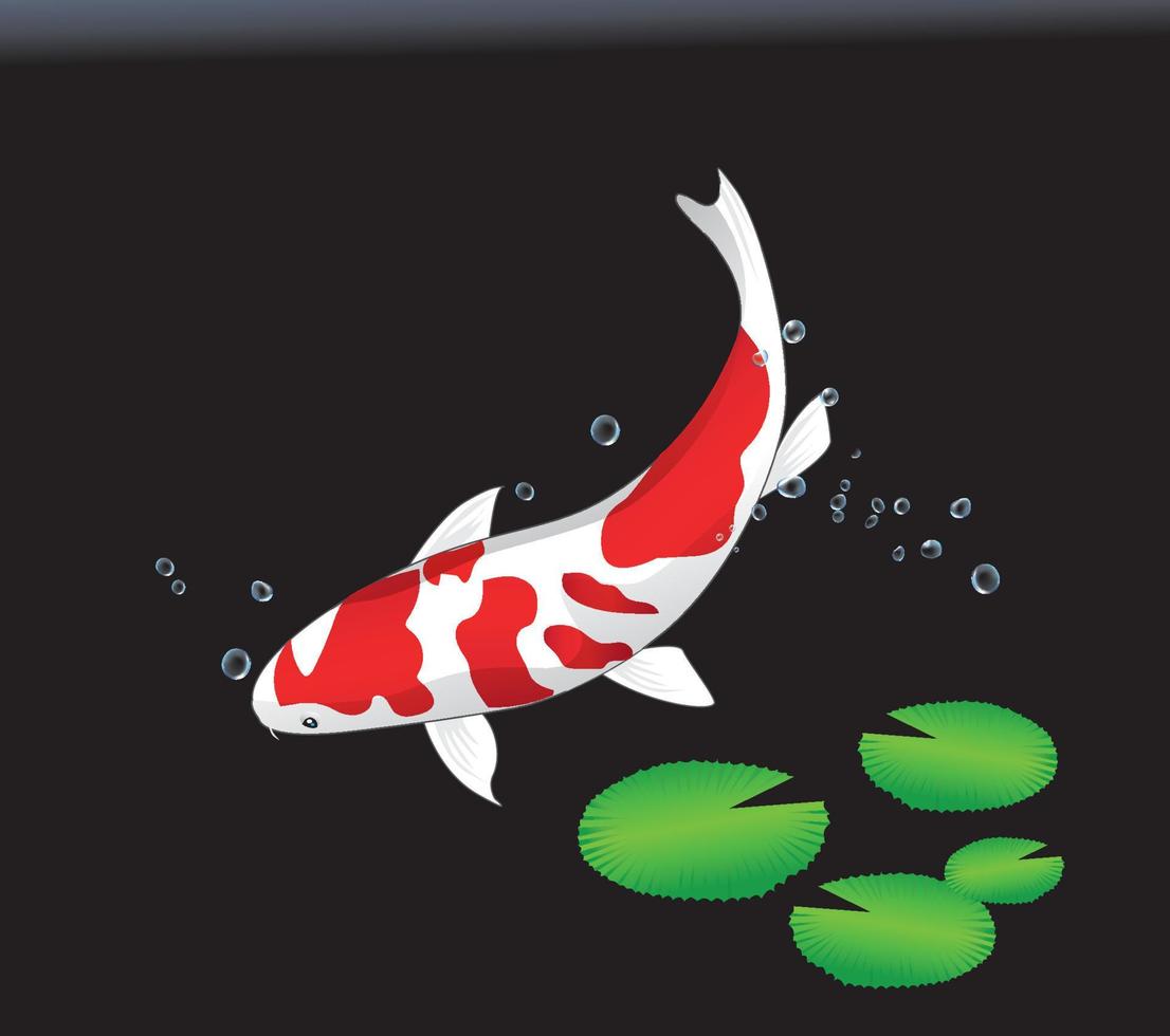 tres peces koi, carpa elegante, sobre un fondo negro vector