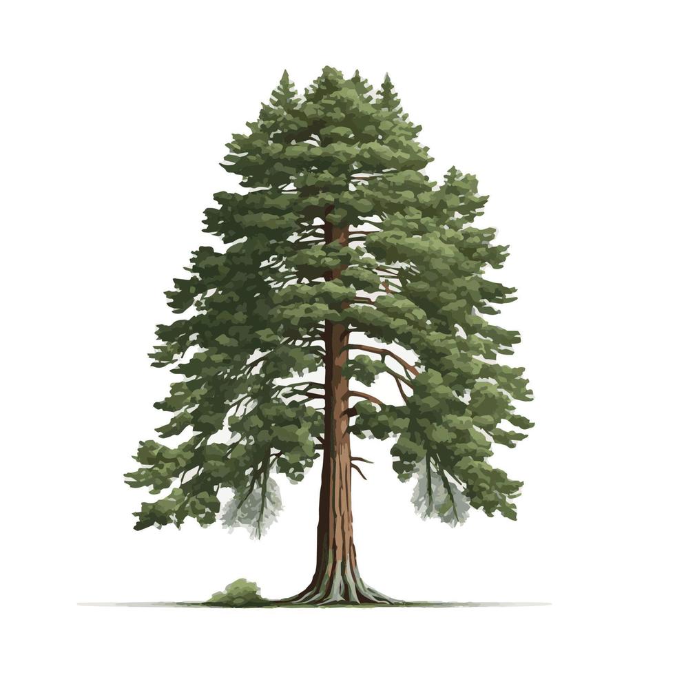 árbol más alto verde realista en el mundo sequoia sobre un fondo blanco - vector
