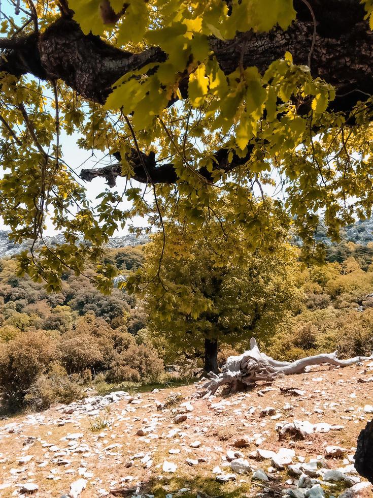 Autumn under the tree on top photo