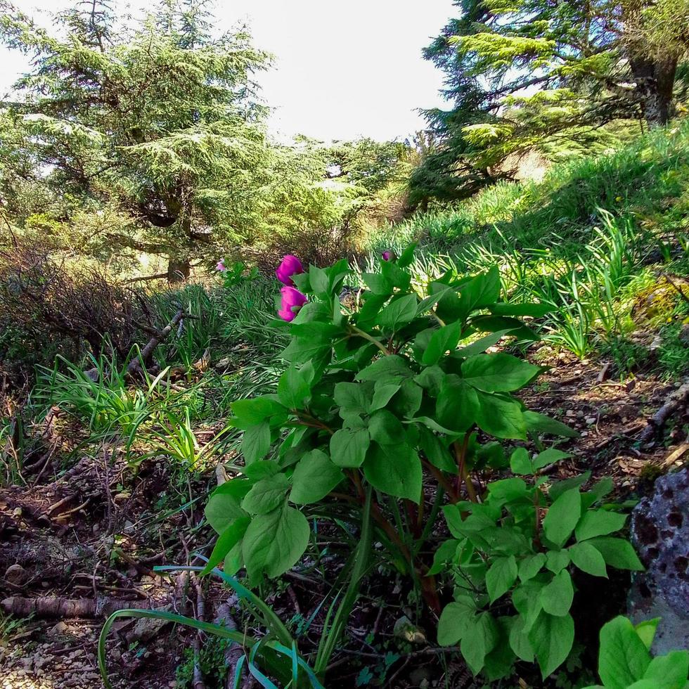 Moroccan paeonia broteri photo