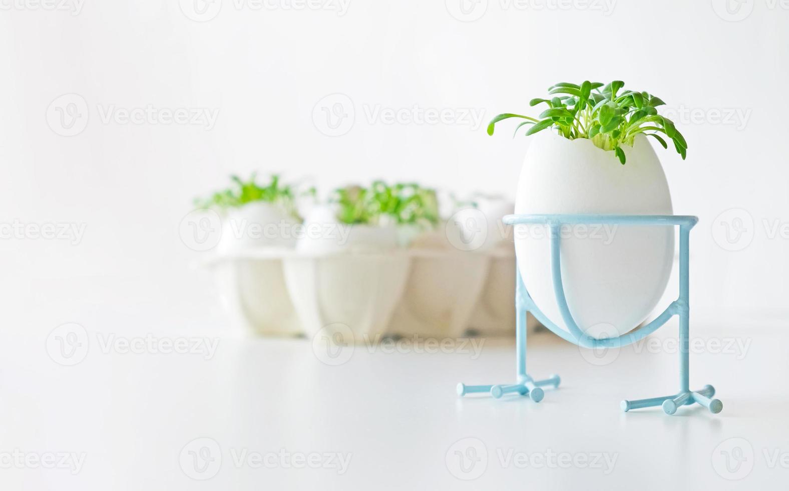 Fresh microgreens watercress grows in an white egg shell in paper egg box. Vegan and healthy eating concept. Creative eco concept. Zero waste. Close-up. Easter banner. photo