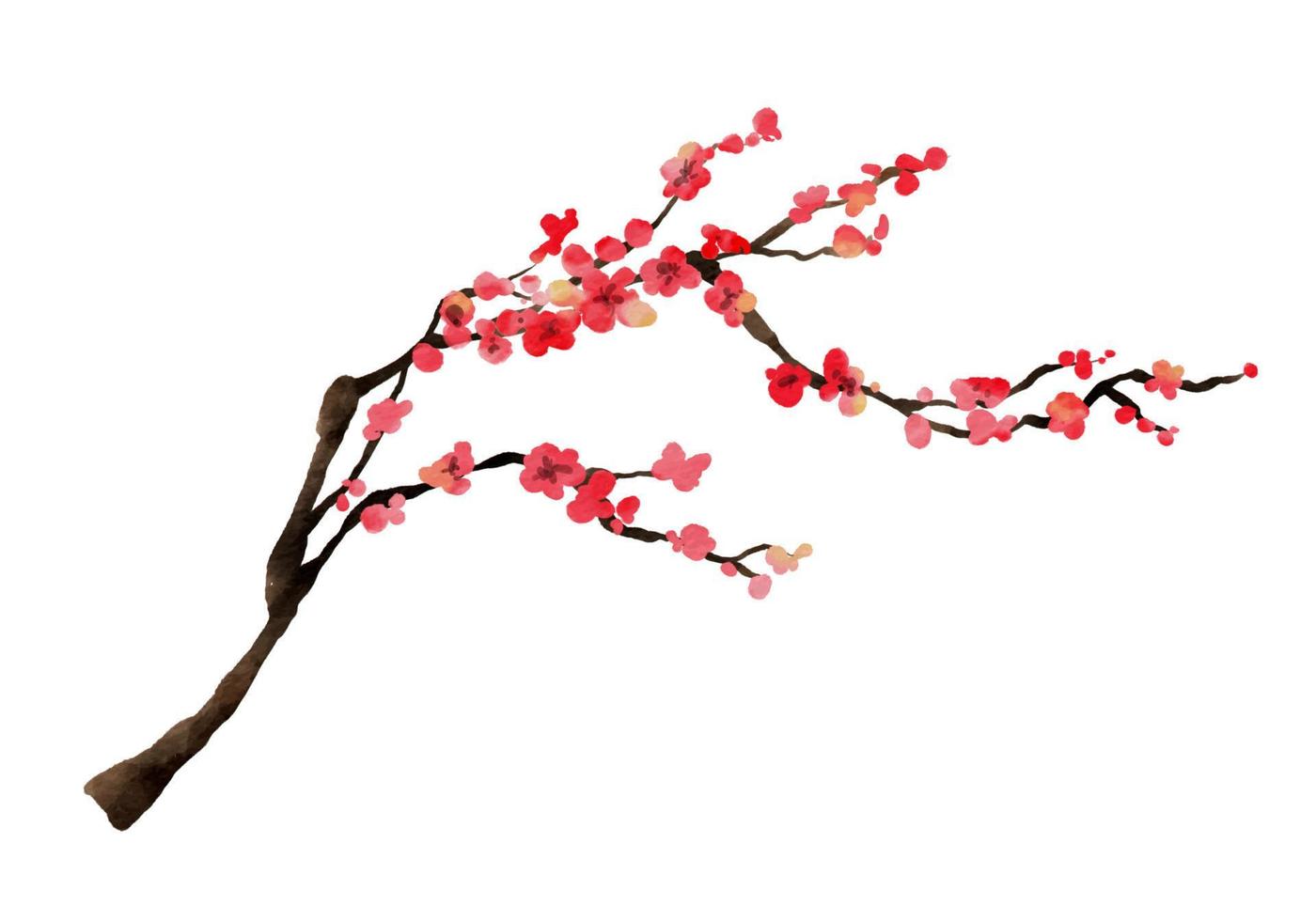 Watercolor of cherry blossom branches. Sakura flower branch hand drawn isolated on white background vector illustration