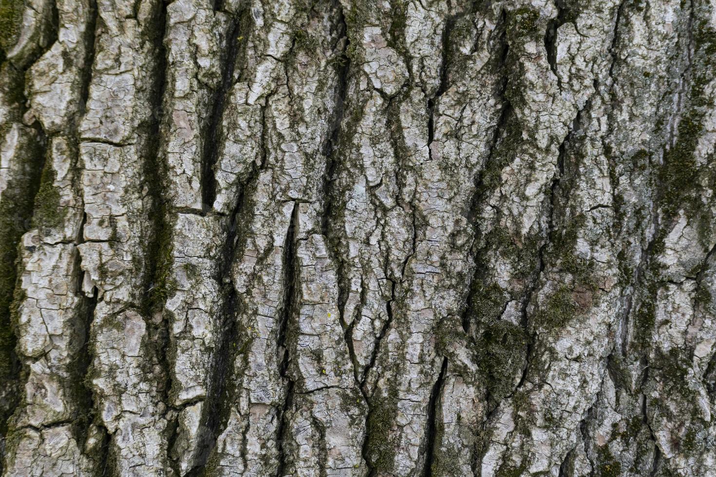 textura de madera fragmento de tronco de árbol con corteza foto