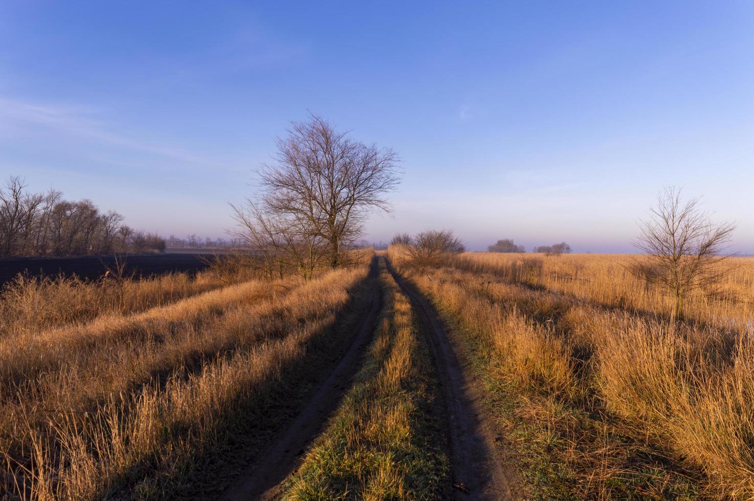 el camino entre el campo y el estuario de juncos en las primeras horas de la mañana de otoño. foto