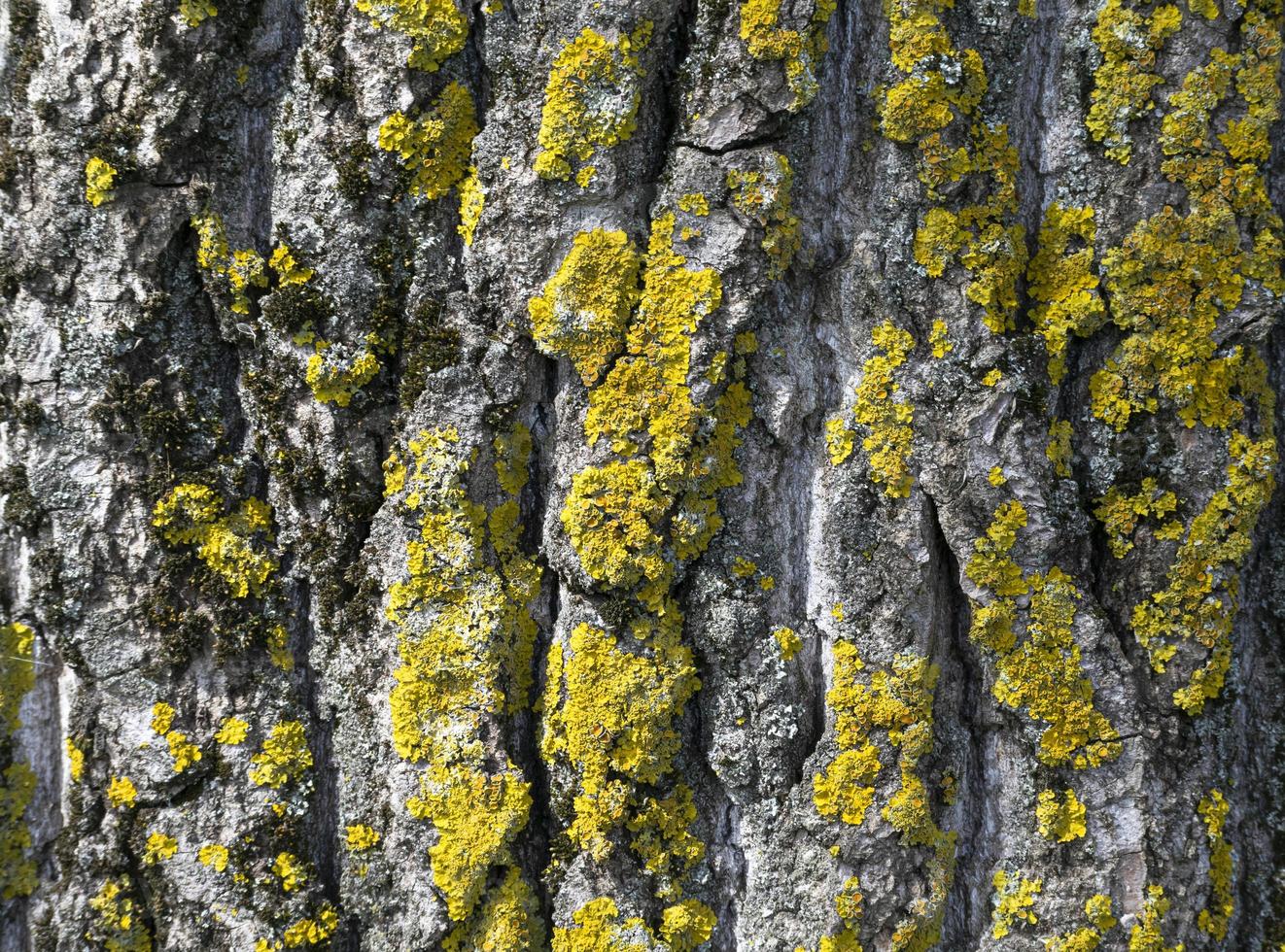 textura de madera fragmento de tronco de árbol con corteza foto