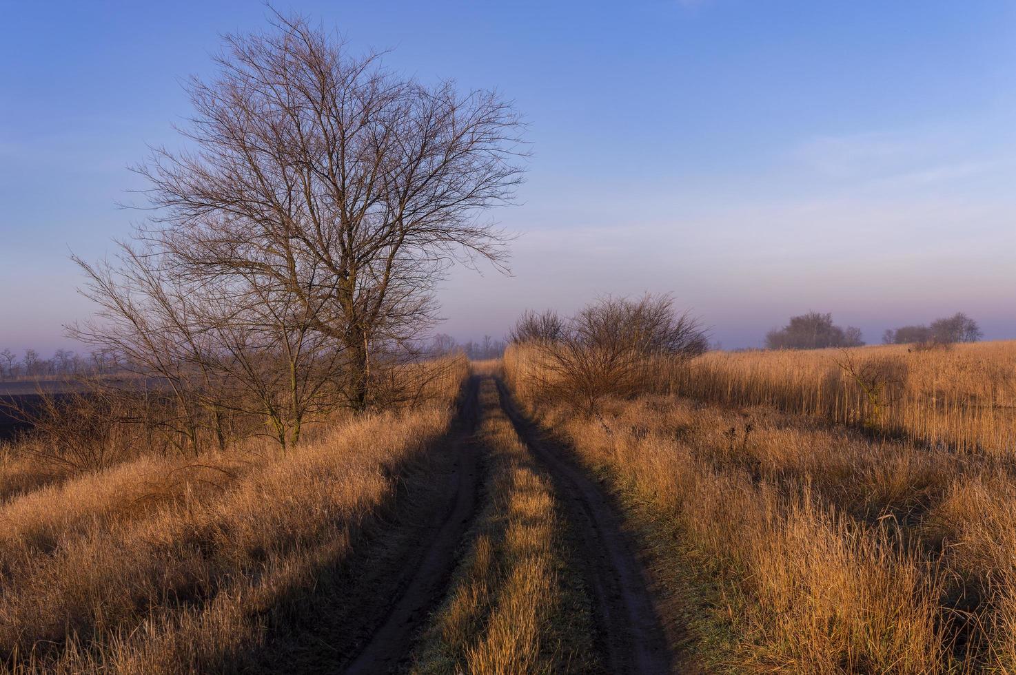 el camino entre el campo y el estuario de juncos en las primeras horas de la mañana de otoño. foto