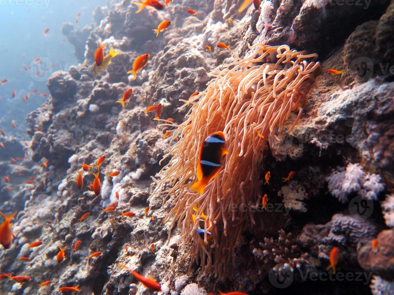 Red Sea colorful Clown fish photo