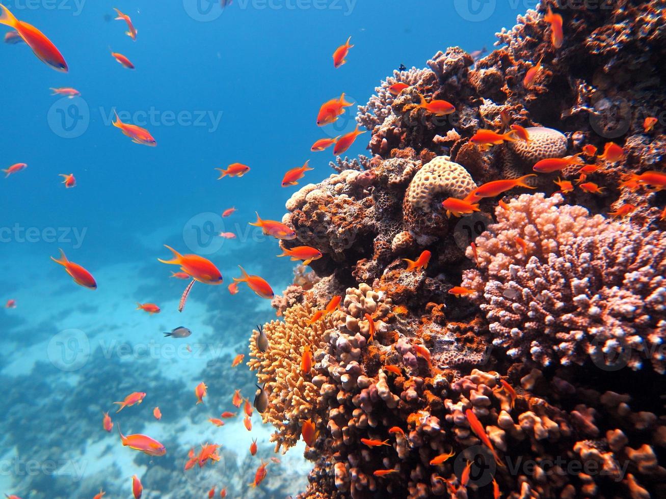 Red Sea fish and coral reef photo