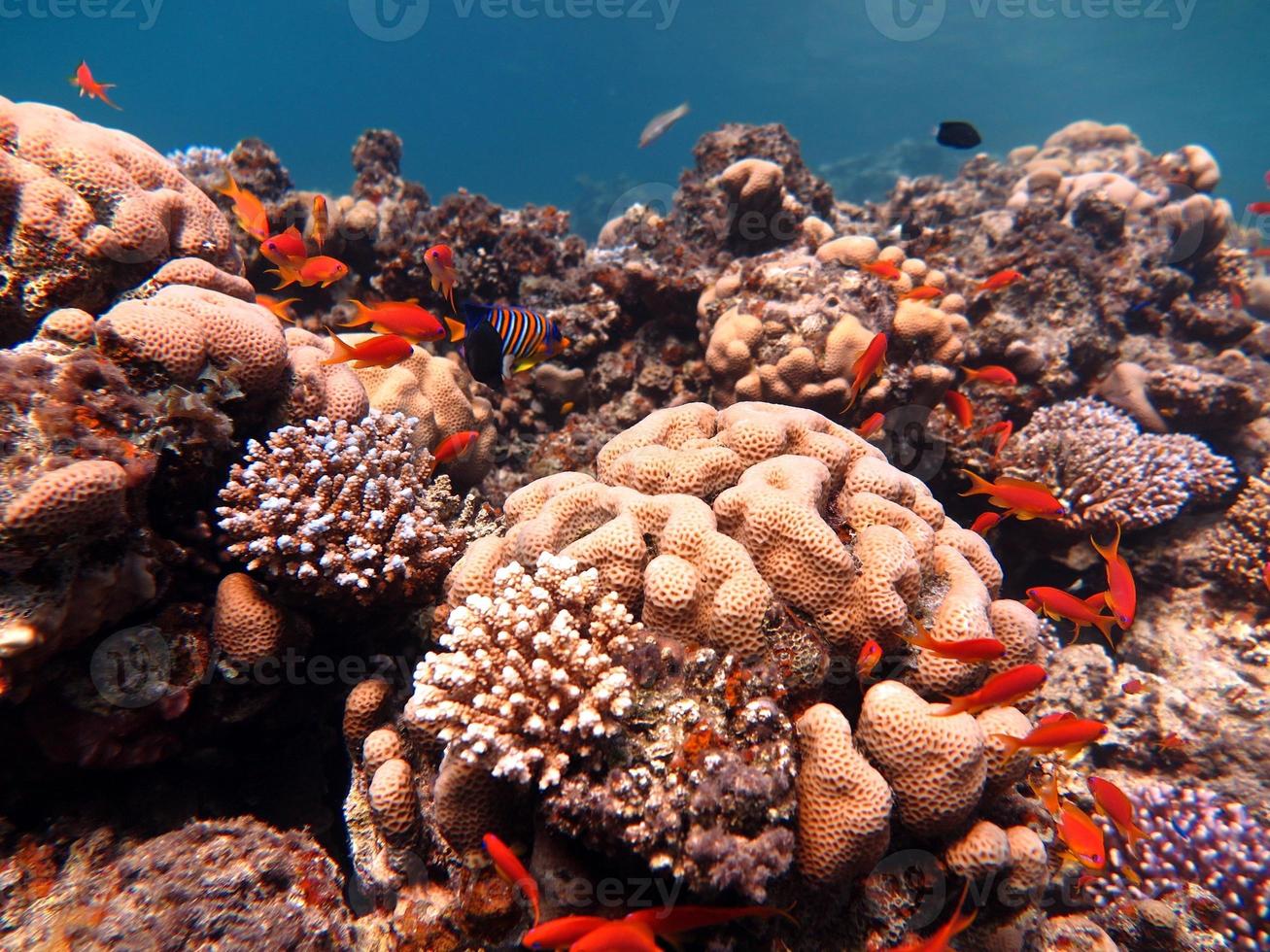Red Sea fish and coral reef photo