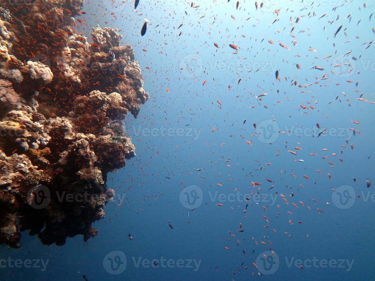 Red Sea fish and coral reef photo