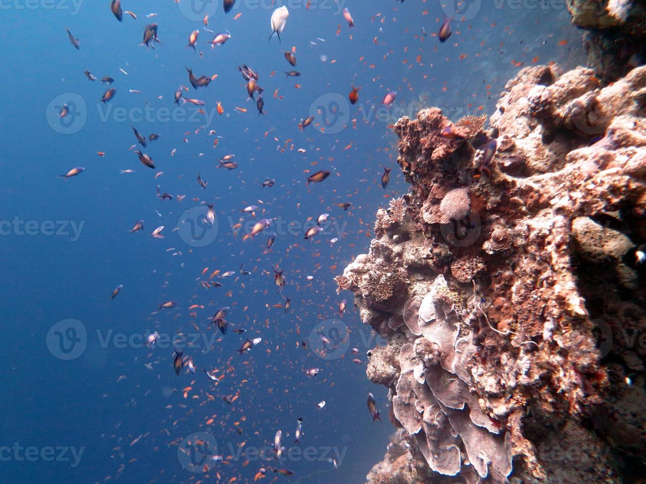 Red Sea fish and coral reef photo
