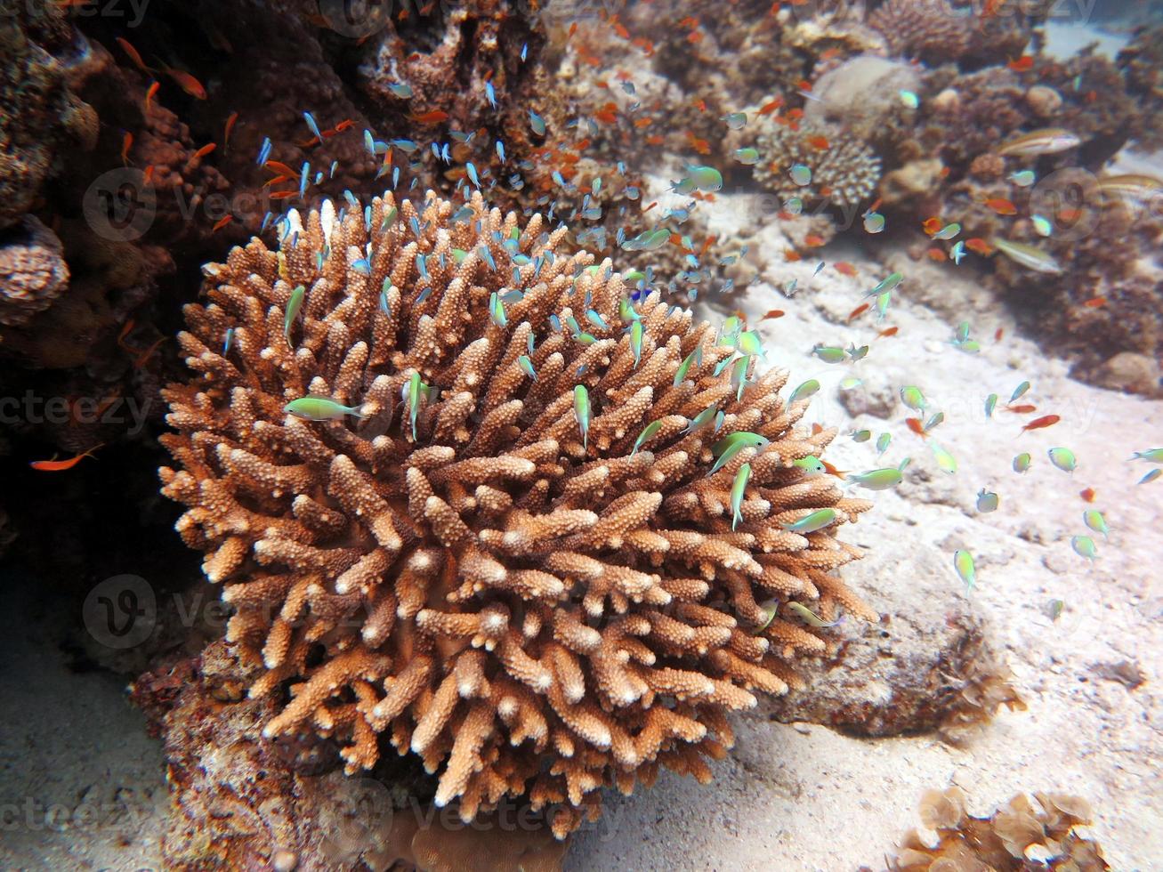 Red Sea fish and coral reef photo