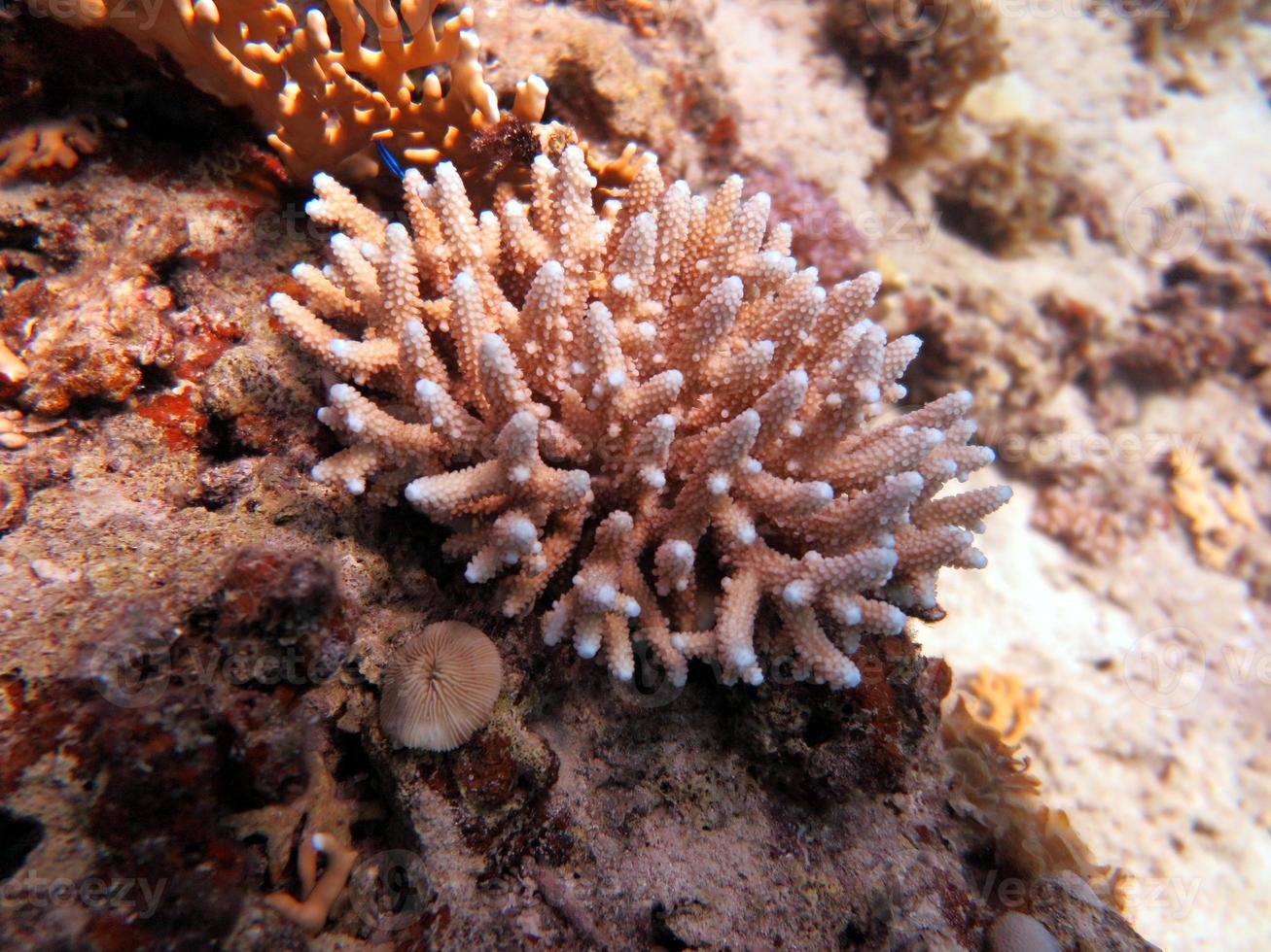 Red Sea fish and coral reef photo