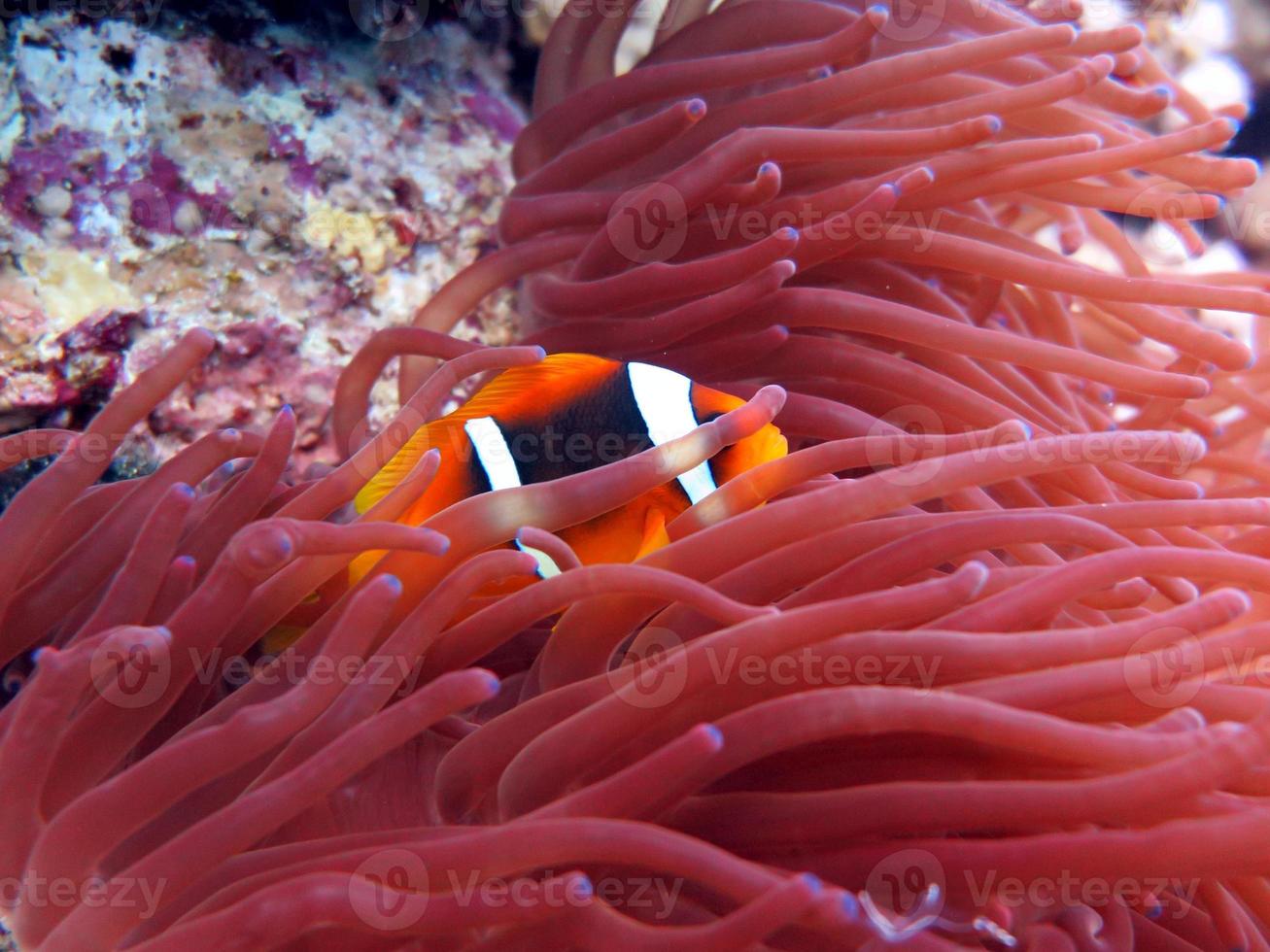 Red Sea colorful Clown fish photo