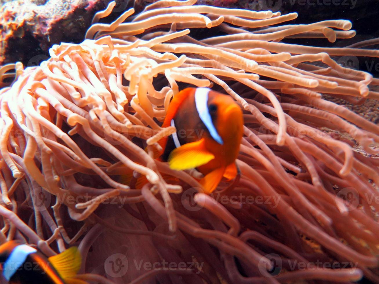 Red Sea colorful Clown fish photo