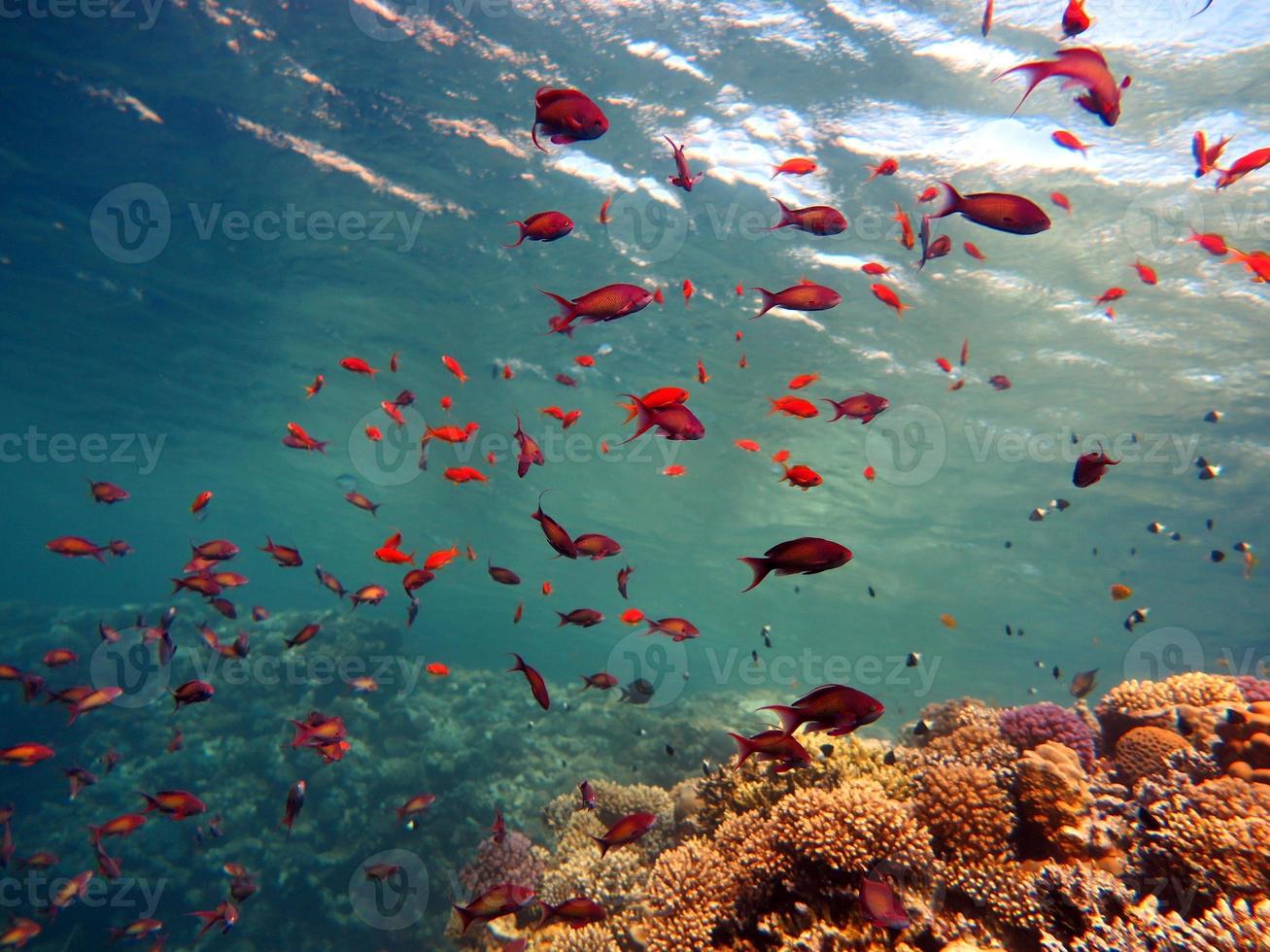 Red Sea fish and coral reef photo