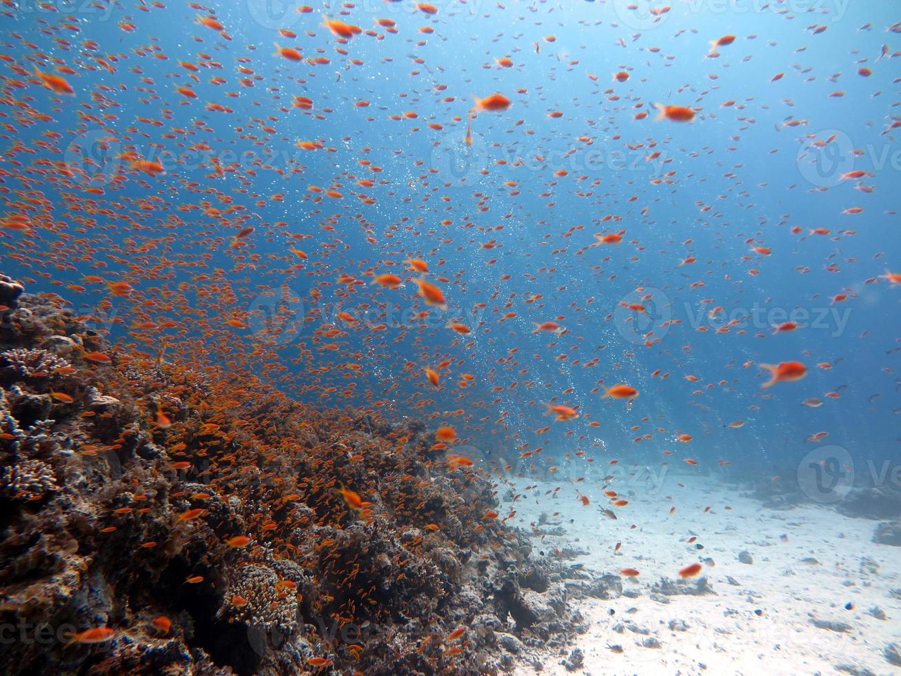 Red Sea fish and coral reef photo