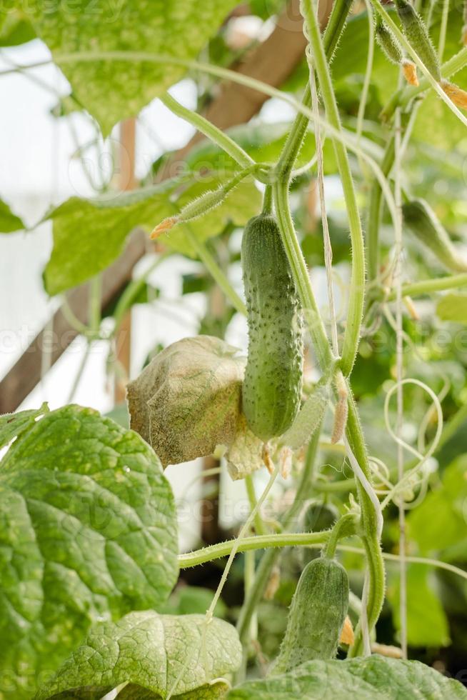 cucumber hanging on a branch and growing in a greenhouse closeup