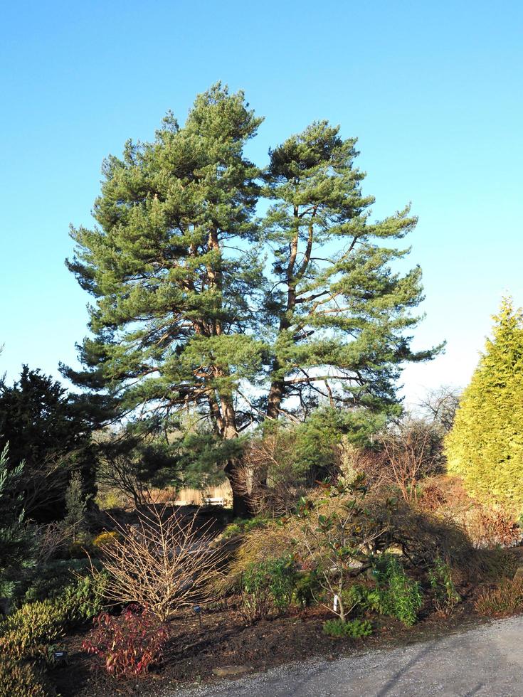 Tall pine tree in a garden with a blue sky photo