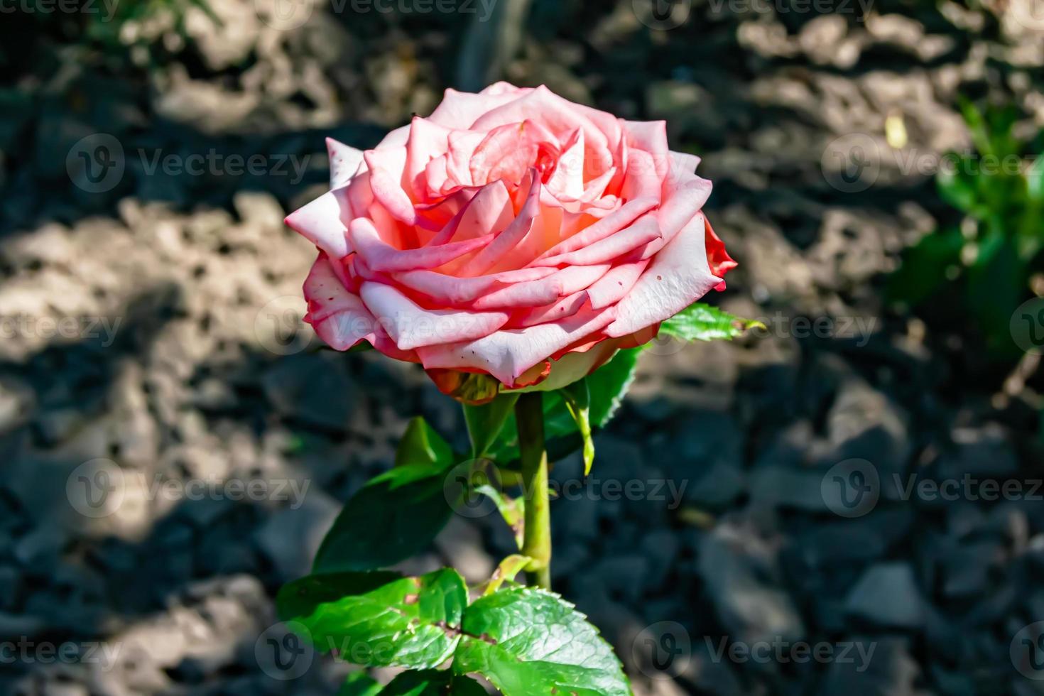 Photography on theme beautiful wild growing flower rose photo