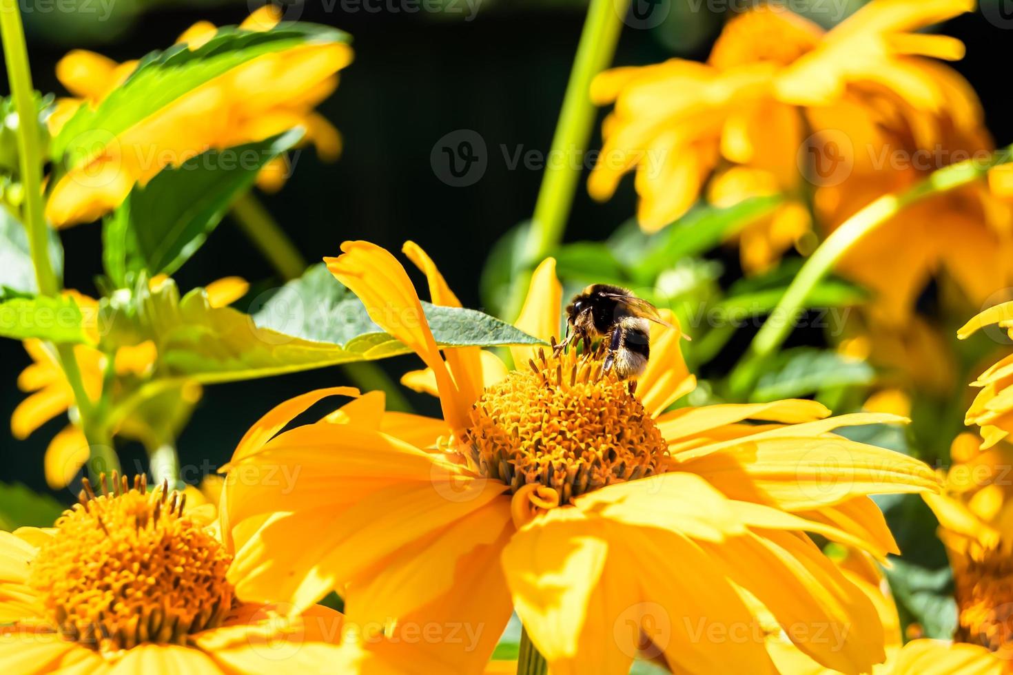 hermosa abeja alada de flores silvestres en el prado de follaje de fondo foto