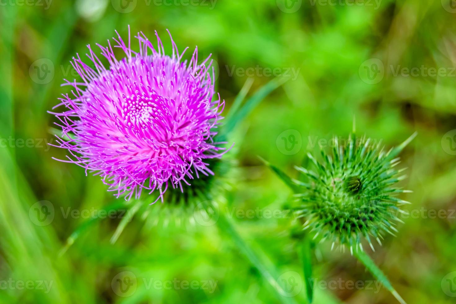Beautiful growing flower root burdock thistle on background meadow photo