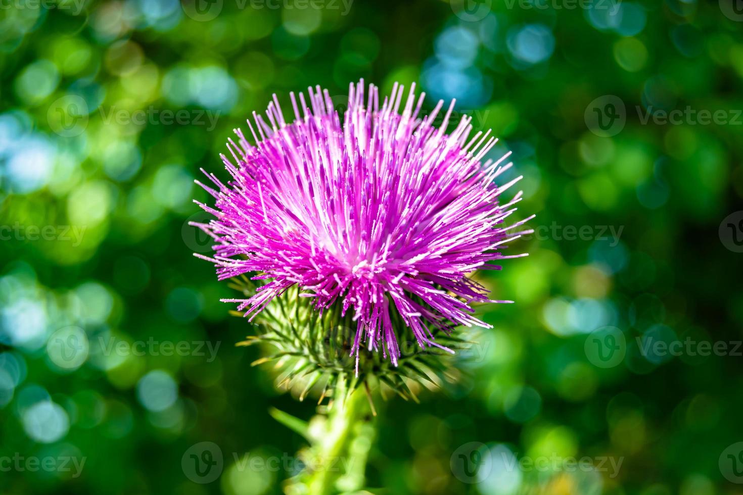 Beautiful growing flower root burdock thistle on background meadow photo