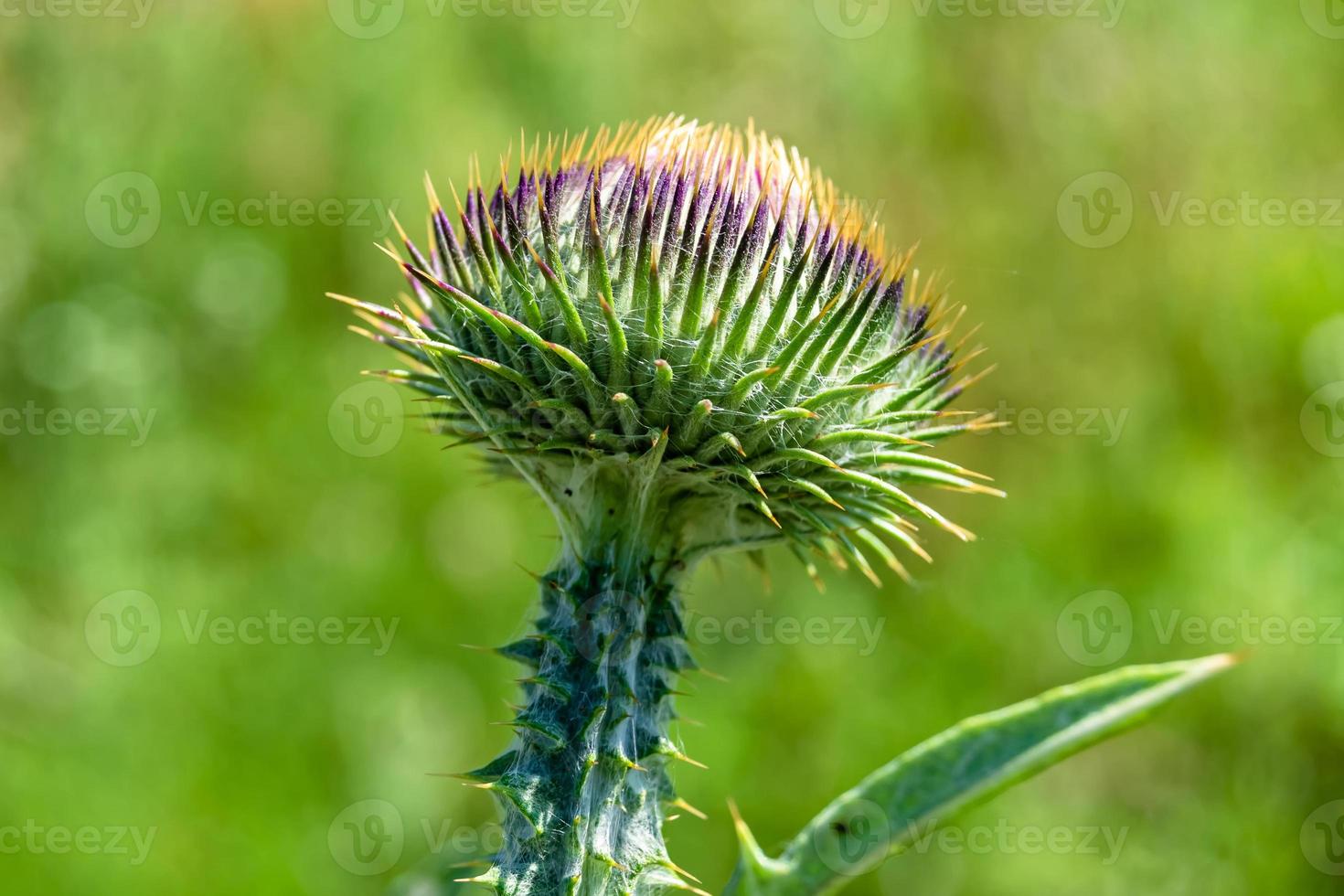 Beautiful growing flower root burdock thistle on background meadow photo
