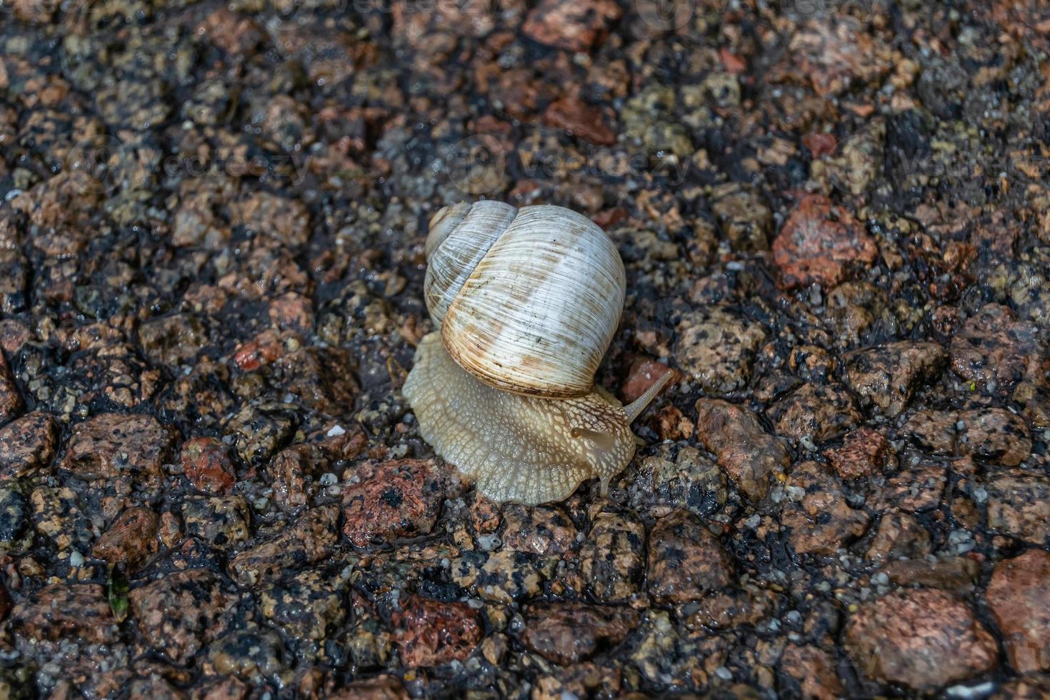 Big garden snail in shell crawling on wet road hurry home photo
