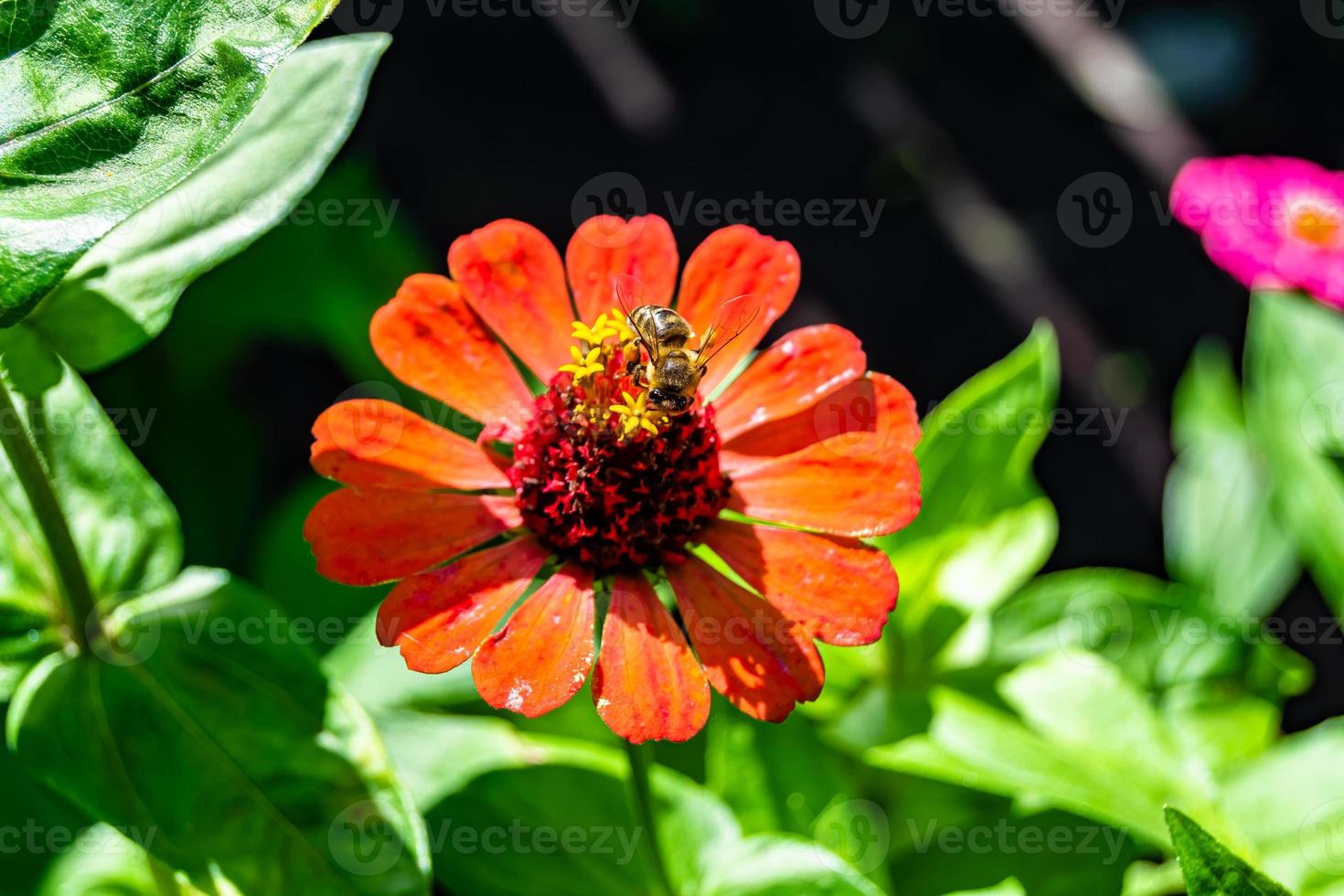 Beautiful wild flower winged bee on background foliage meadow photo