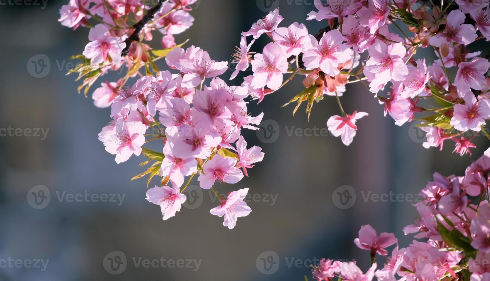 Soft focus Beautiful pink cherry blossoms Sakura with refreshing in the morning in japan photo