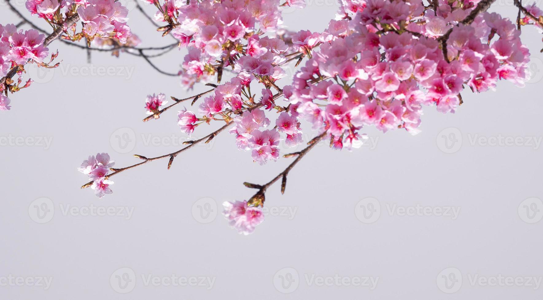 enfoque suave hermosas flores de cerezo rosa sakura con refrescante en la mañana en japón foto