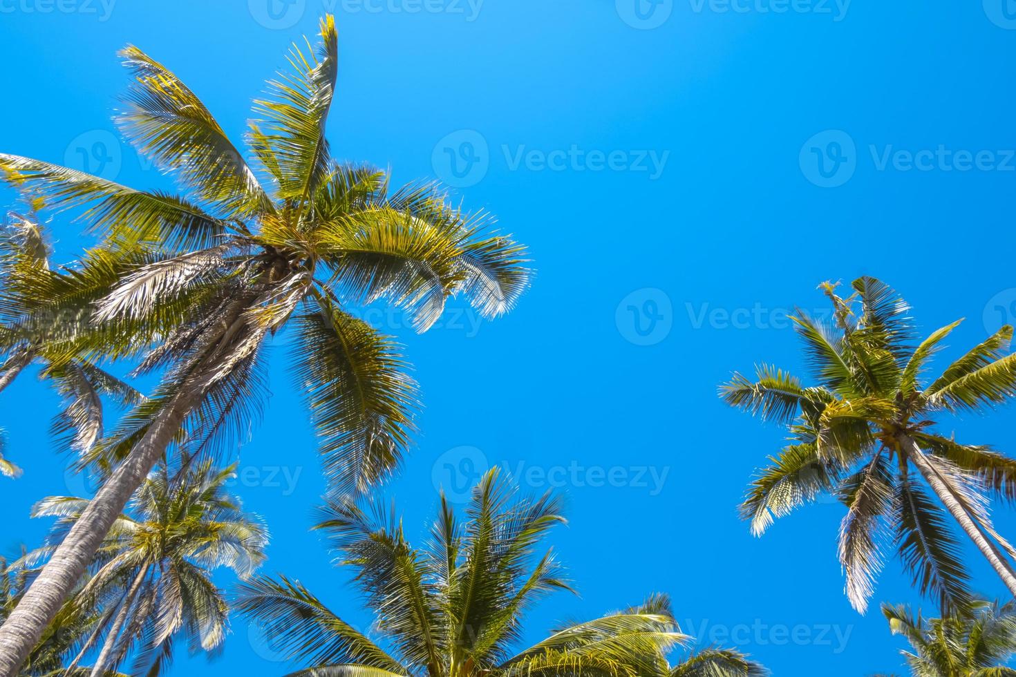 Palm trees and blue sky. photo