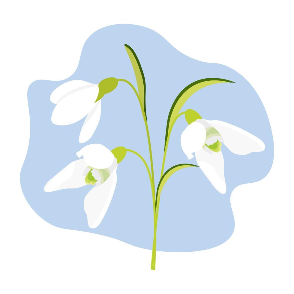 Group of snowdrops. Early spring flower. Vector liiustration