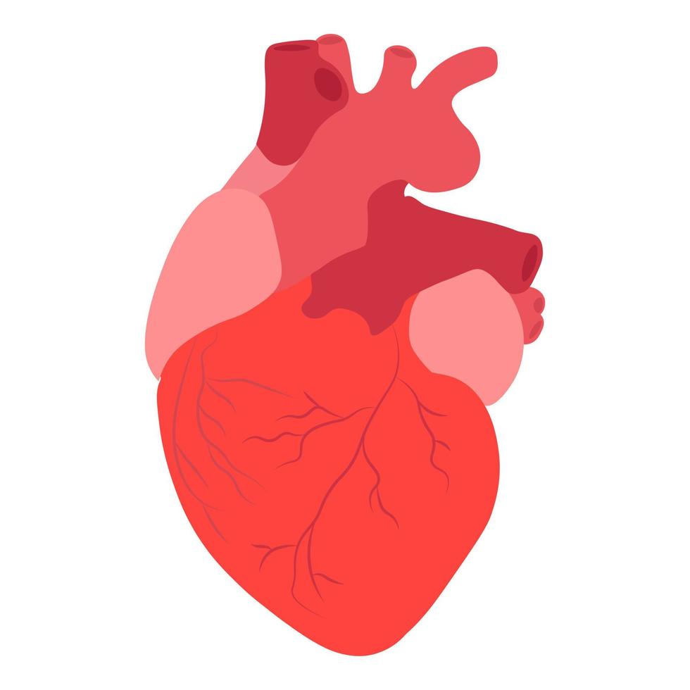 corazón humano. anatomía. ilustración vectorial vector