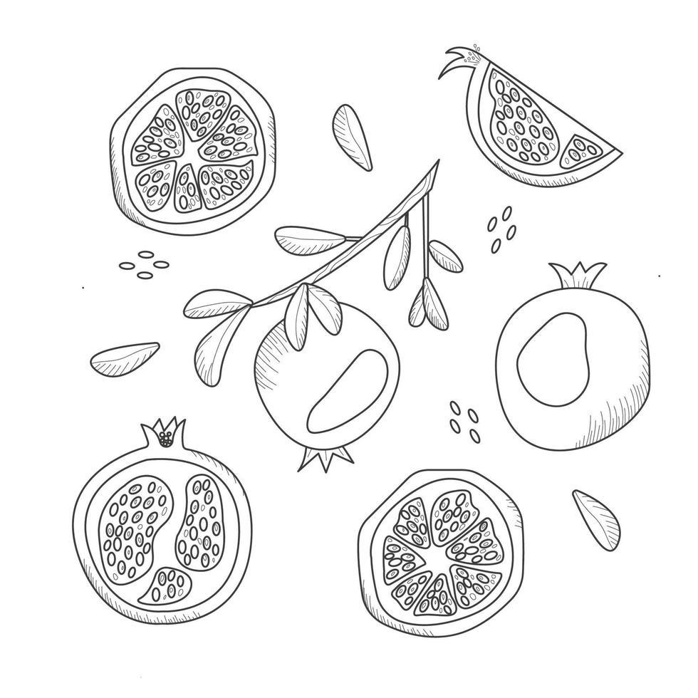 Pomegranate set. Whole and pieces of  garnet fruit with seeds vector