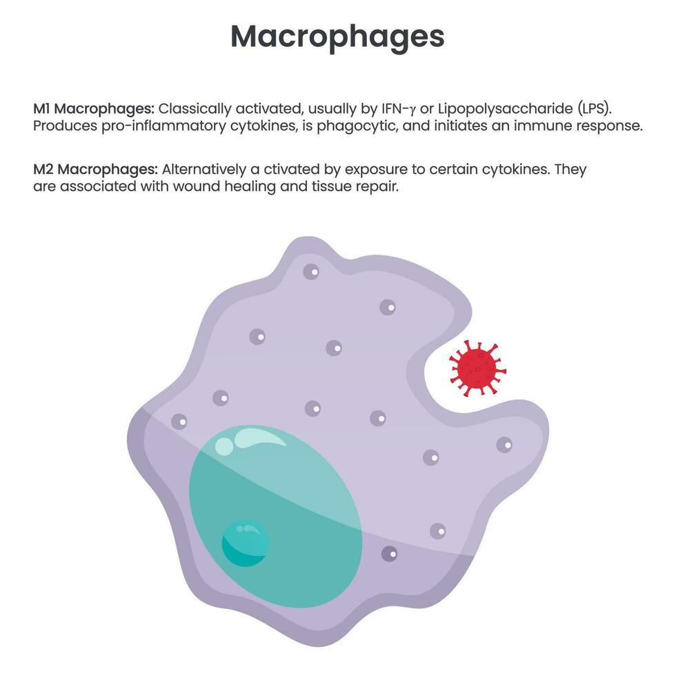 Macrófago monocitos glóbulos blancos ilustración vectorial gráfico vector
