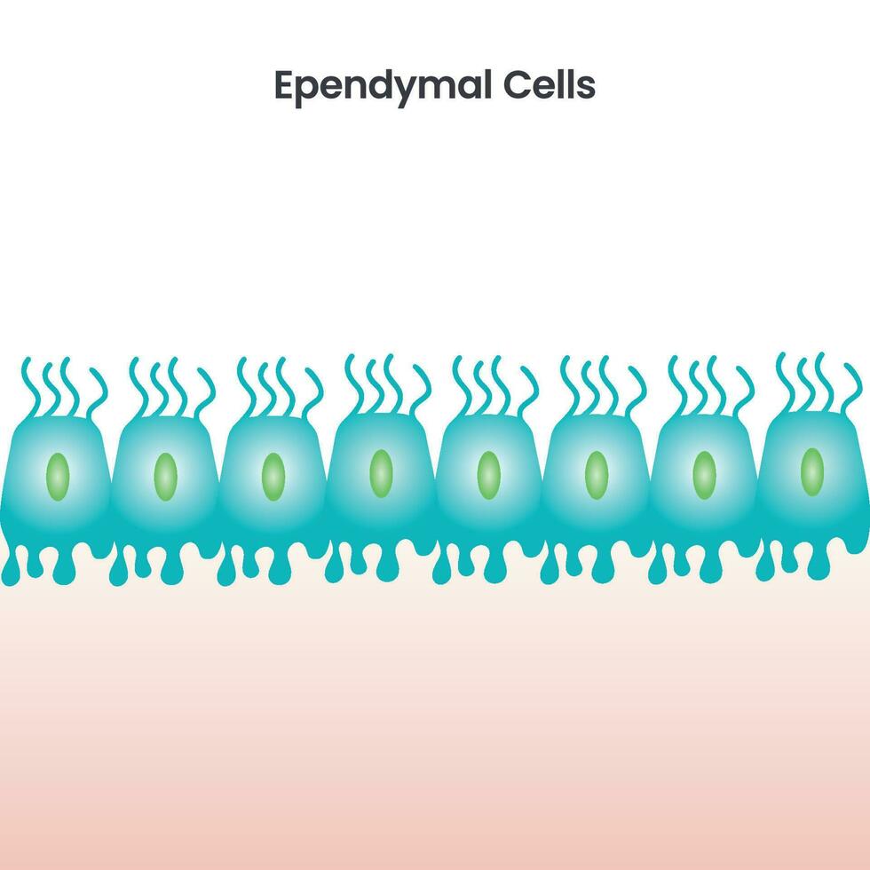 Ependymal Cells scientific vector illustration background