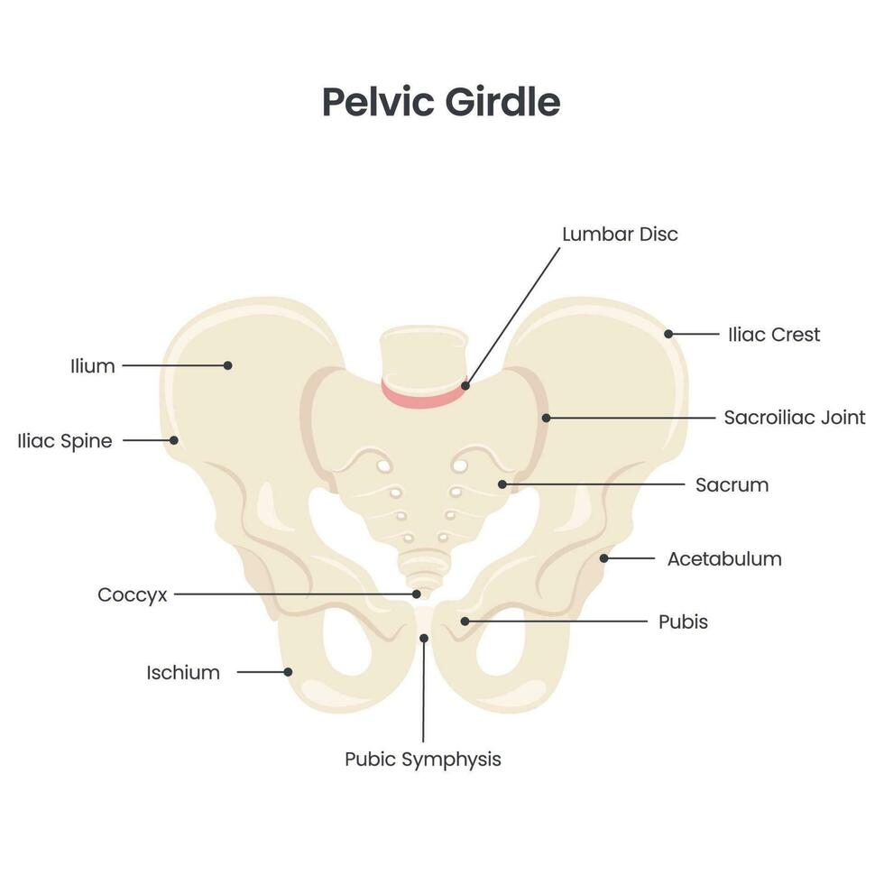 Diagrama de ilustración de vector científico de cintura pélvica