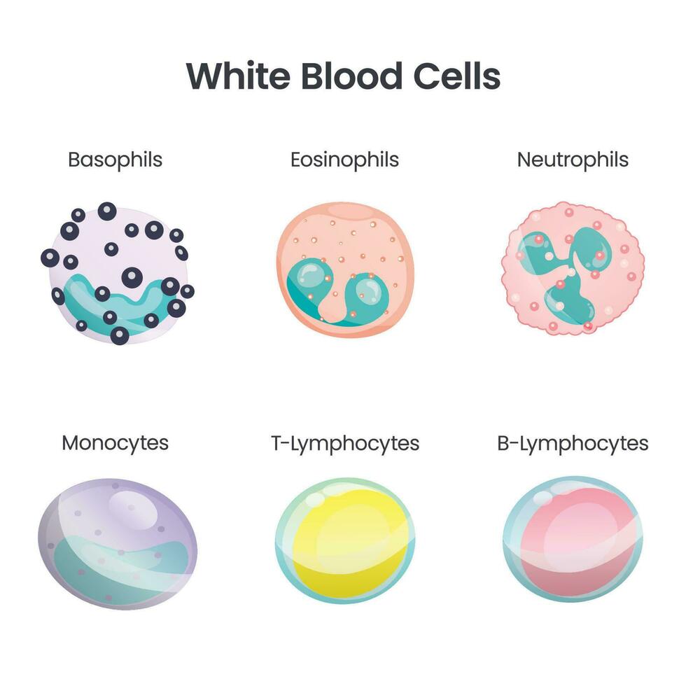 White Blood Cell scientific vector illustration infographic