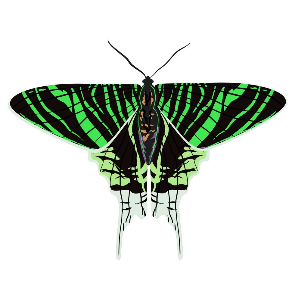 Tropical butterfly Urania leilus, the green-banded, is a day-flying moth of the Uraniidae family vector
