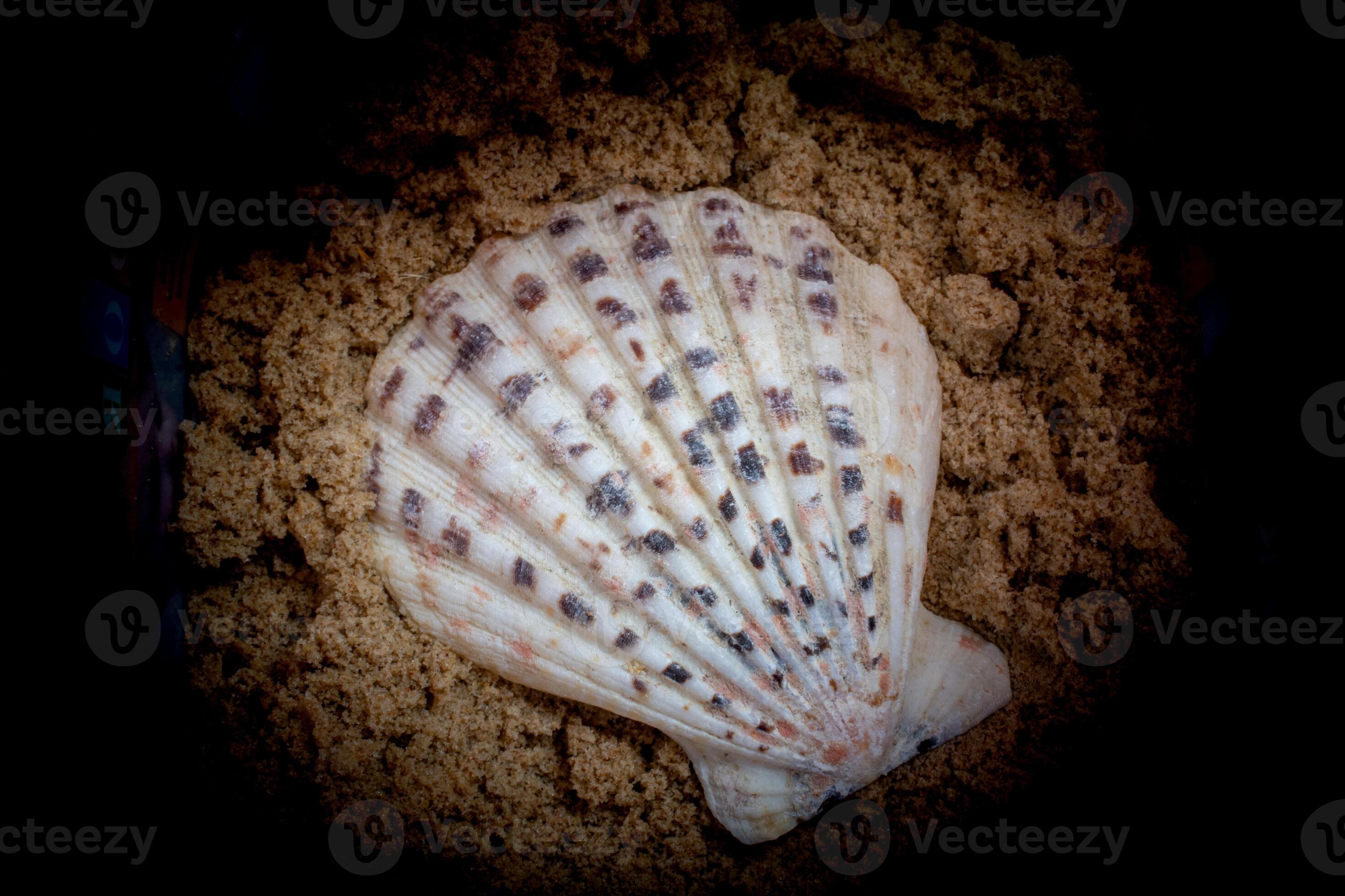 Mother of pearl shell scallop. Mollusk seashell texture. 17089364 Stock