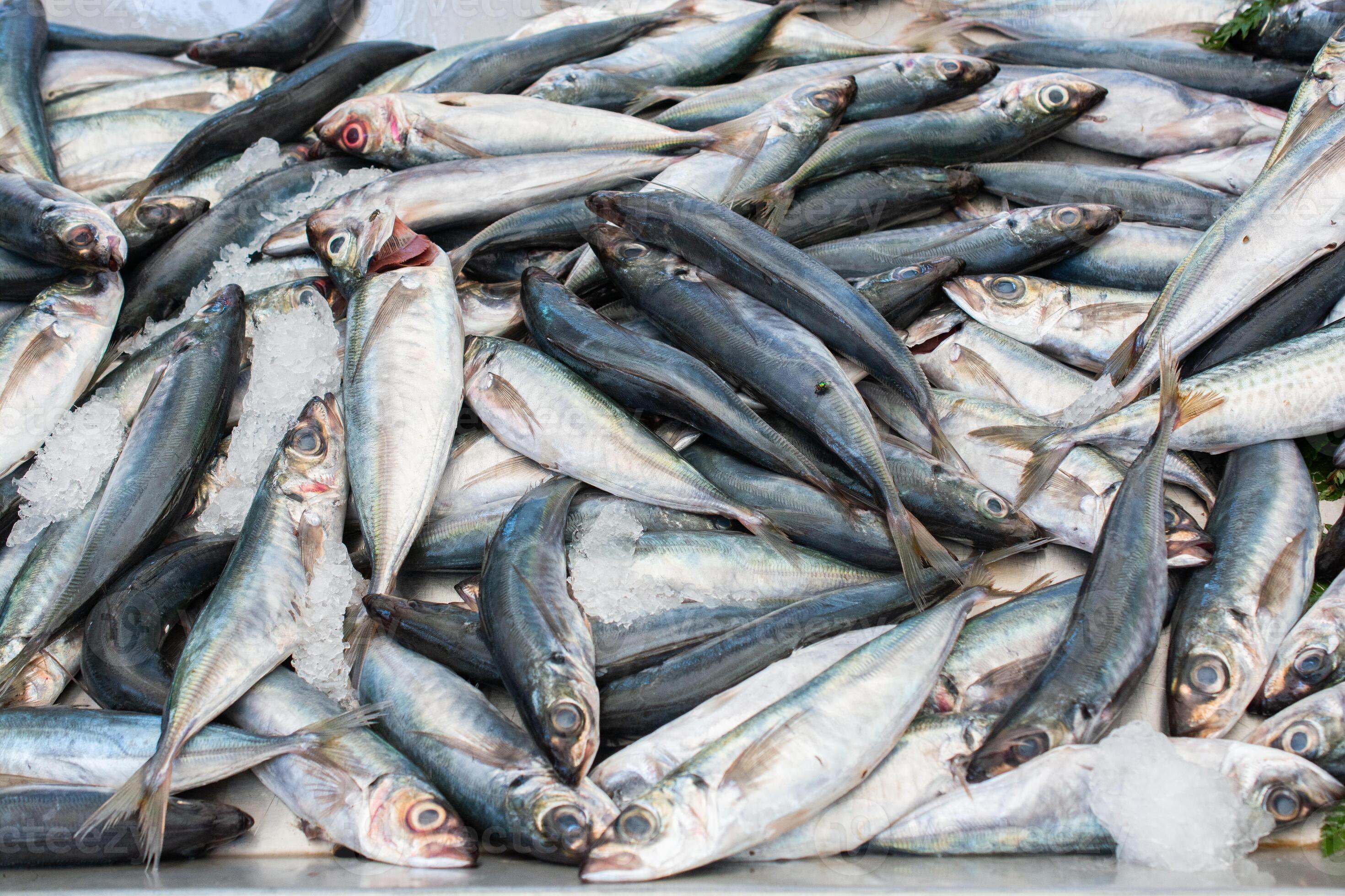 Fresh fish for sale at fish market 17089581 Stock Photo at Vecteezy