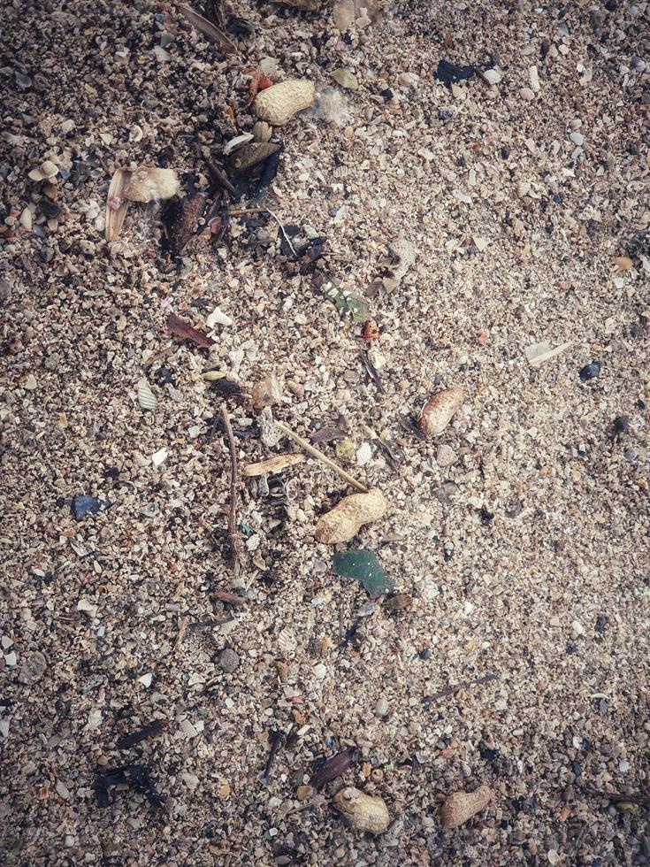 Several peanut shells scattered on the beach sand. T photo