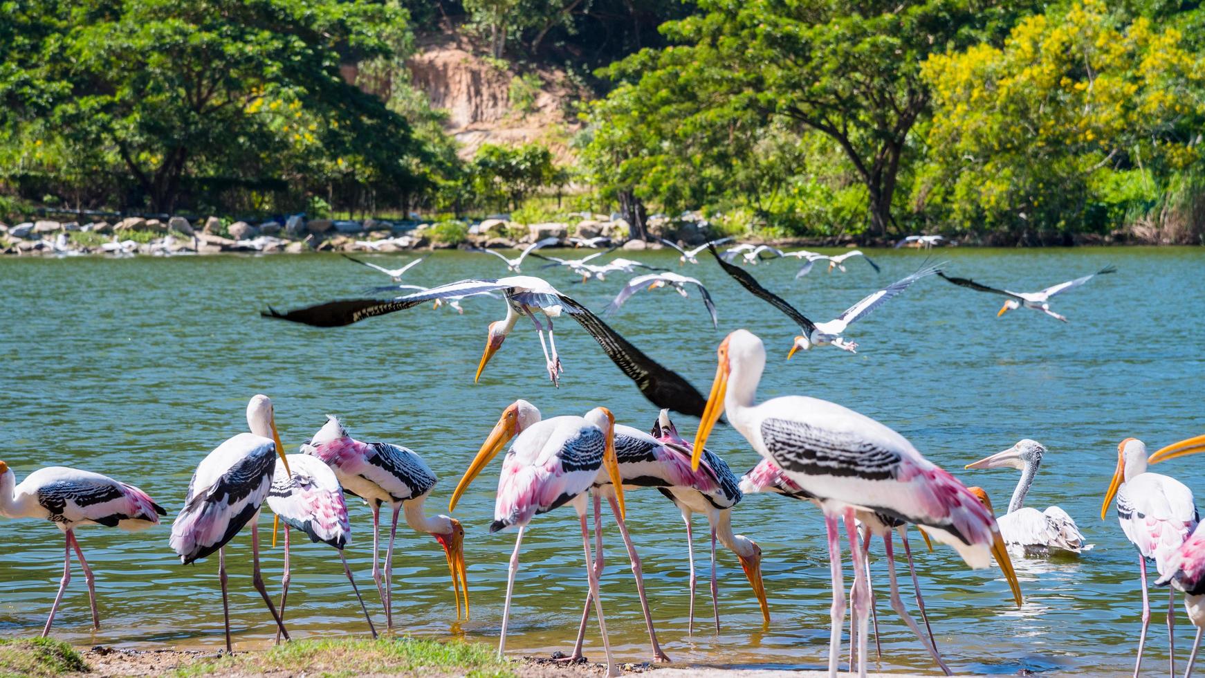 Flock of Painted Stork or Mycteria Leucocephala photo