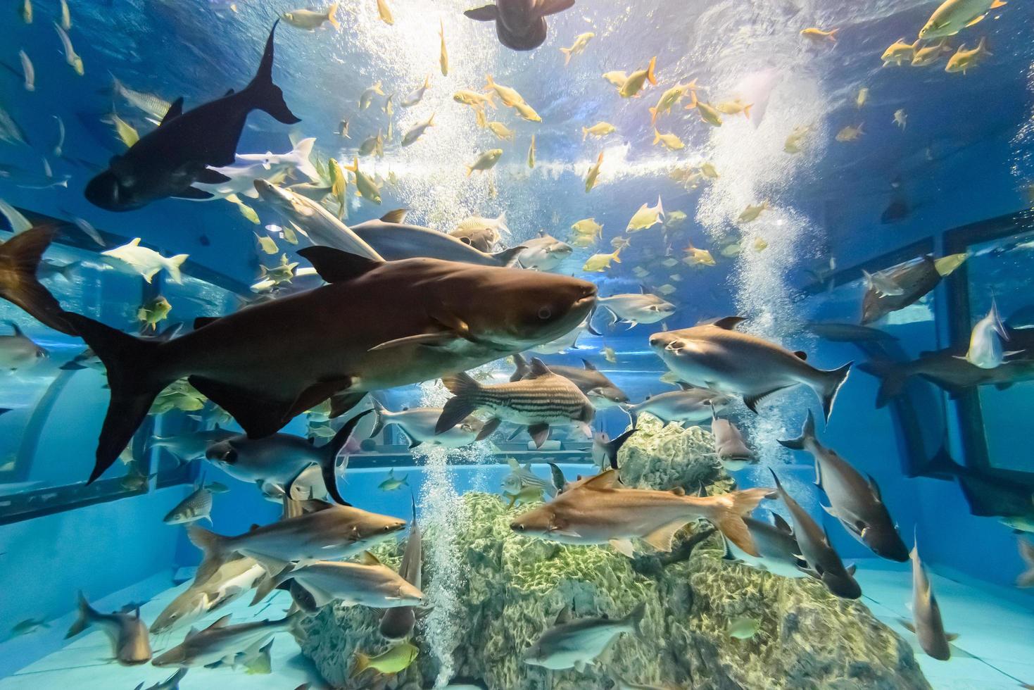Aquarium of freshwater fish photo