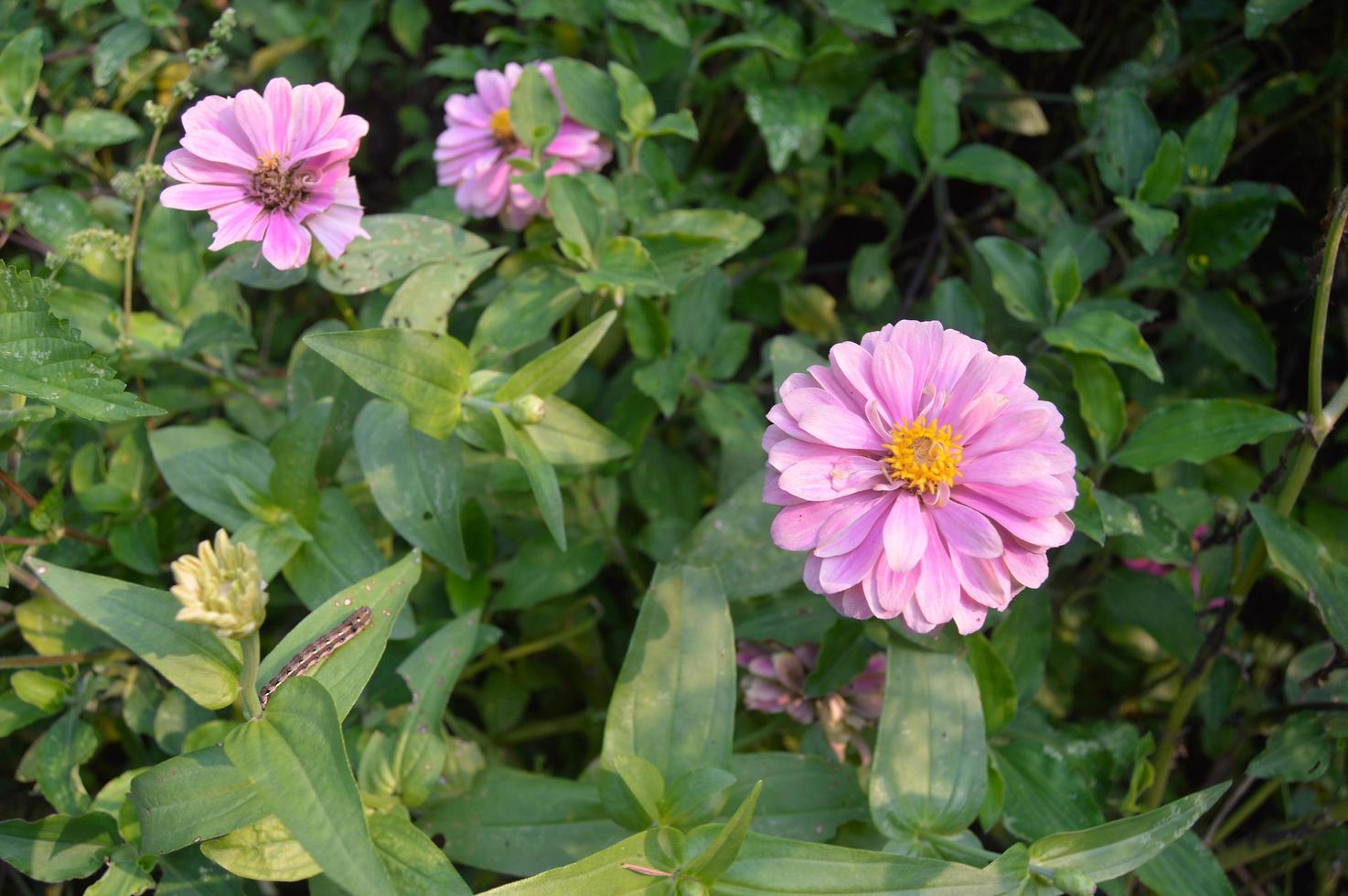 flowers blooming in the garden photo